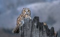 The long-eared owl, also known as the northern long-eared owl Royalty Free Stock Photo