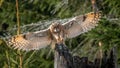 The long-eared owl, also known as the northern long-eared owl Royalty Free Stock Photo