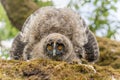 Long-eared Owl (Asio otus) chick spreading its wings to intimidate perched on a branch in an orchard