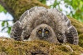 Long-eared Owl (Asio otus) chick spreading its wings to intimidate perched on a branch in an orchard