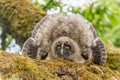 Long-eared Owl (Asio otus) chick spreading its wings to intimidate perched on a branch in an orchard