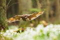long-eared owl (Asio otus) flying above a forest pallet full of snowbells Royalty Free Stock Photo