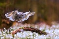 long-eared owl (Asio otus) flying over a forest pallet full of snowbells Royalty Free Stock Photo