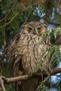 Funny-looking sleeping long-eared owl, asio otus, hiding in green fir trees