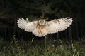 Long-eared owl Asio otus, in flight, flying