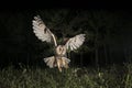 Long-eared owl Asio otus, Hunting at night, in flight Royalty Free Stock Photo