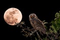Long-eared Owl Asio otus juvenile Royalty Free Stock Photo