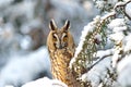 Long-eared Owl Asio otus Royalty Free Stock Photo