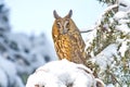 Long-eared Owl Asio otus Royalty Free Stock Photo