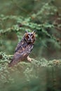 Long-eared Owl, Asio otus, nice bird sitting on the branch in the fallen larch forest during autumn, animal i the nature habitat, Royalty Free Stock Photo