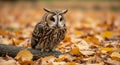 A long-eared owl (*Asio otus*) is perched on a fallen branch, surrounded by a carpet Royalty Free Stock Photo