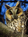 Long-eared owl Asio otus Royalty Free Stock Photo