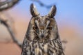 Long-eared Owl, Asio otus portrait view perched. Royalty Free Stock Photo