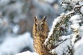Long-eared Owl Asio otus Royalty Free Stock Photo