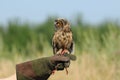 Long-eared Owl (Asio otus, previously Strix otus)