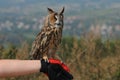 Long-eared Owl (Asio otus, previously Strix otus) Royalty Free Stock Photo