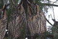 Long-eared Owl Asio otus Royalty Free Stock Photo
