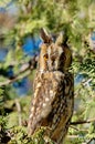 Long-eared Owl Asio otus Royalty Free Stock Photo