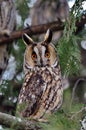 Long-eared Owl Asio otus