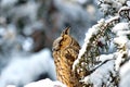 Long-eared Owl Asio otus Royalty Free Stock Photo