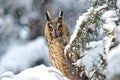 Long-eared Owl Asio otus Royalty Free Stock Photo