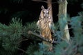 Long-eared owl, Asio otus, Royalty Free Stock Photo