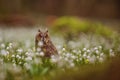 long-eared owl (Asio otus) sitting on a forest pallet full of snowbells Royalty Free Stock Photo