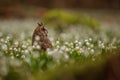 long-eared owl (Asio otus) sitting on a forest pallet full of snowbells Royalty Free Stock Photo