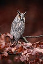 Long-eared Owl (Asio otus) sitting on orange oak branch during autumn Royalty Free Stock Photo