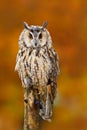 Long-eared Owl, Asio otus, sitting on orange oak branch during autumn. Beautiful bird in forest. Wildlife scene from nature. Catch Royalty Free Stock Photo