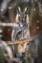A Long-eared Owl Asio otus sitting on a tree Royalty Free Stock Photo