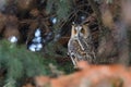 A Long-eared Owl Asio otus sitting on a tree Royalty Free Stock Photo