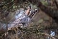 A Long-eared Owl Asio otus sitting on a tree Royalty Free Stock Photo
