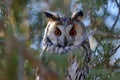 Long-eared owl Asio otus Royalty Free Stock Photo