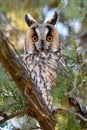 Long-eared owl (Asio otus) in the tree Royalty Free Stock Photo