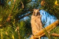 Long-eared Owl, young bird at sunset. Blink Royalty Free Stock Photo