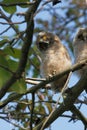 Long-eared Owl (Asio otus) Royalty Free Stock Photo