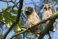 Long-eared Owl (Asio otus) Royalty Free Stock Photo