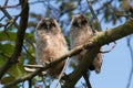 Long-eared Owl (Asio otus) Royalty Free Stock Photo