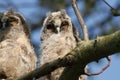 Long-eared Owl (Asio otus) Royalty Free Stock Photo