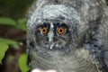 Long-Eared Owl, asio otus, Young calling, Normandy