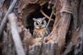 long-eared owl in aspen tree hollow