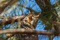 Long-eared owl Royalty Free Stock Photo