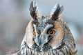 Long-eared owl Royalty Free Stock Photo