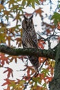 The long-eared owl is back in the village in the tree, they rushed for the other birds