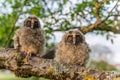 Long-eared Owl chicks (Asio otus ) perched on a branch in an orchard Royalty Free Stock Photo