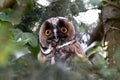 Long eared owl close-up