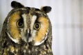 Long-Eared Owl Royalty Free Stock Photo