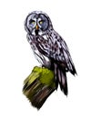 Long-eared Owl, Eagle owl from a splash of watercolor, colored drawing, realistic