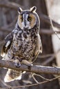 Long-eared Owl in fall forest setting